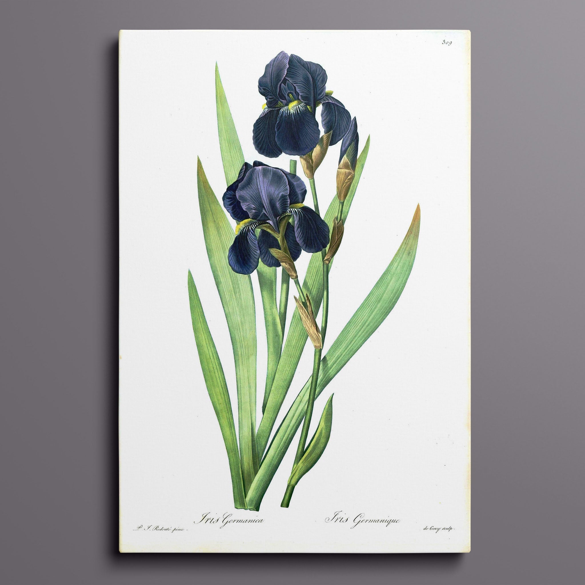 Vintage Botanical Flower - Iris Germanica Black