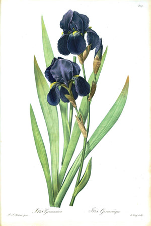 An elegant botanical illustration of the Iris Germanica, highlighting its intricate details.