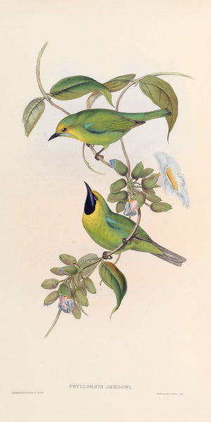 Vintage illustration from John Gould's Birds of Asia, featuring two detailed Phylloscopus birds perched amidst lush foliage and white blossoms, rendered in soft beige, green, and blue tones, embodying avian beauty and elegance.