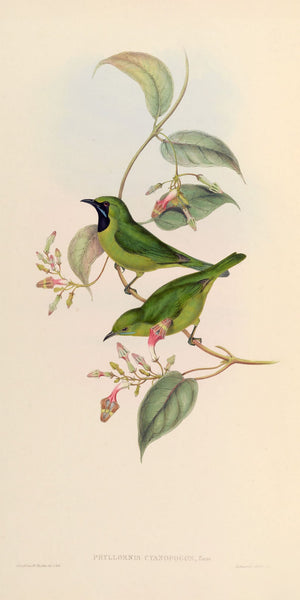 Vintage illustration from John Gould's Birds of Asia, featuring two detailed Phylloscopus birds perched amidst lush foliage and white blossoms, rendered in soft beige, green, embodying avian beauty and elegance.