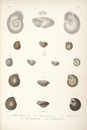 A captivating collection of vintage illustrations of seashells, emphasizing their intricate details and natural beauty.