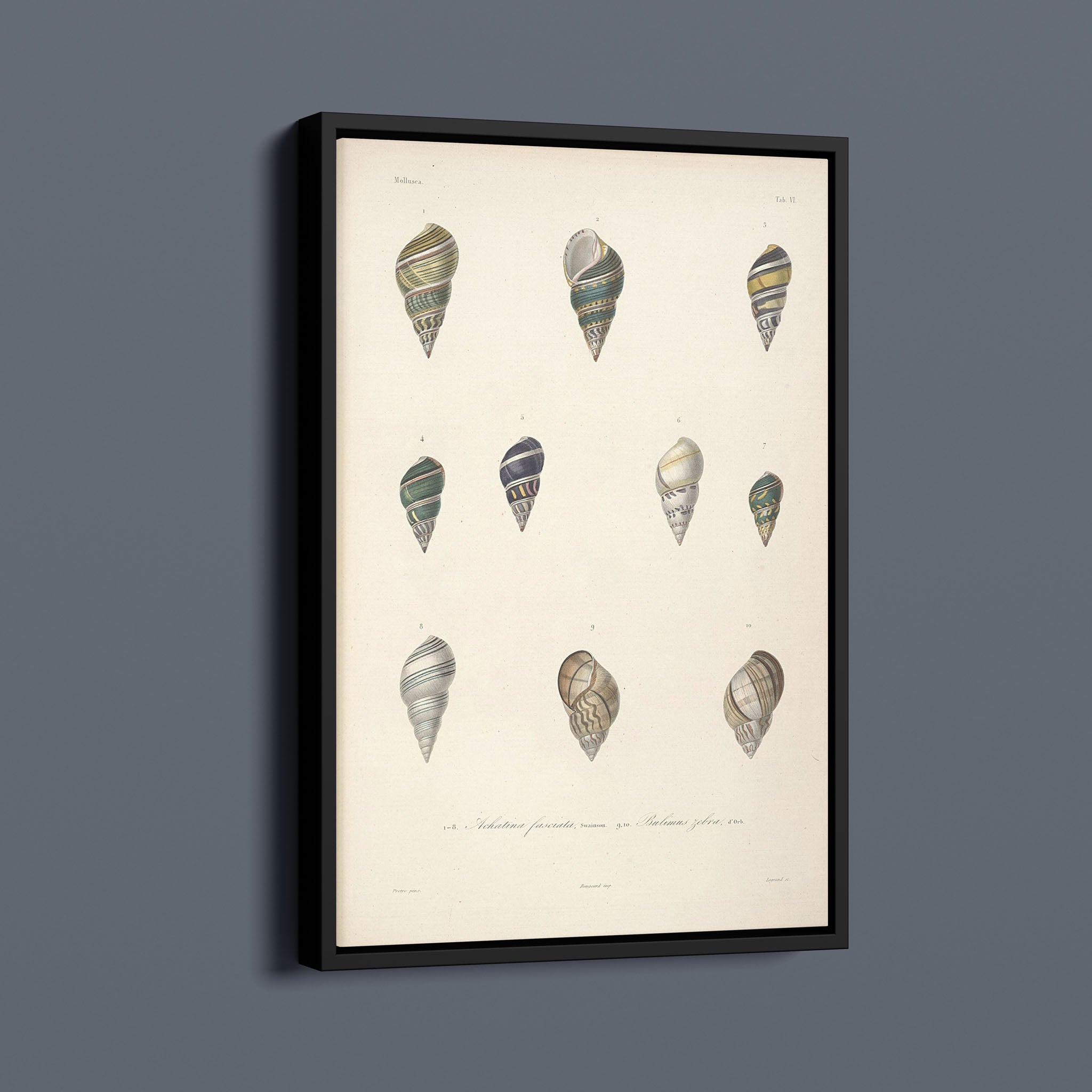 Vintage Seashells I