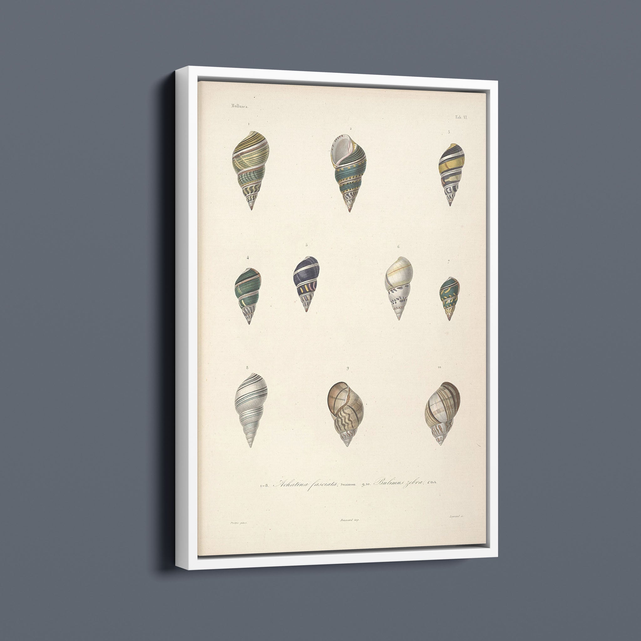 Vintage Seashells I