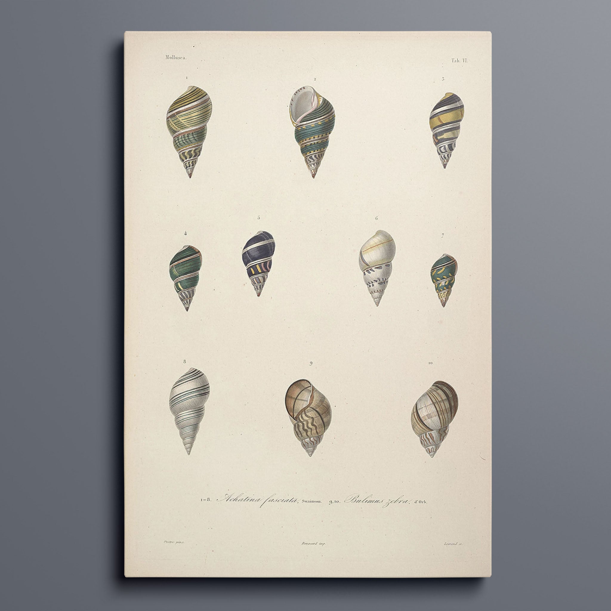 Vintage Seashells I