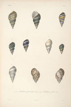 A collection of vintage illustrations of seashells, emphasizing their intricate details and natural beauty.